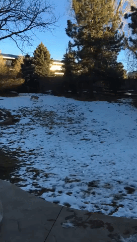 Sledding Dog Loves the Snow