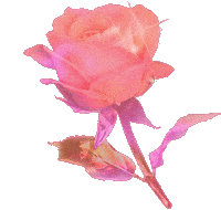 Pink Blooming Sticker by Anne Lee