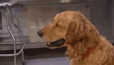comment-economiser giphyupload GIF