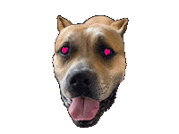 Cat Wagging Sticker by Marcel Katz / The Art Plug