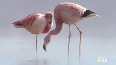 National Geographic Bird GIF by Nat Geo Wild