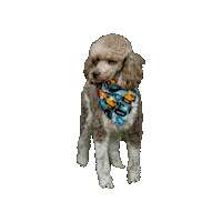 Star Wars Dog Sticker by Geekster Pets