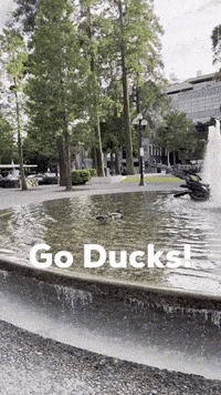 University Of Oregon GIF