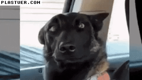 giphyupload GIF