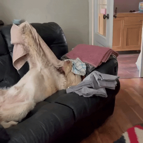 cuteanimalland giphyupload GIF