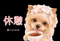 Yorkshire Terrier Dog GIF
