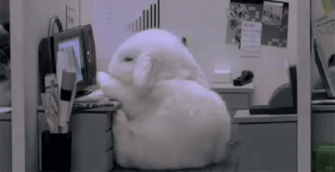 rabbits GIF