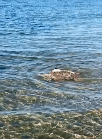Rehabilitated Loggerhead Sea Turtle Swims in Waters off Cape Cod