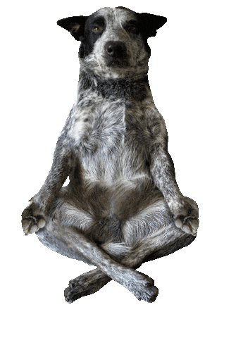 Dog Meditation Sticker by Tornado - Blue Heeler