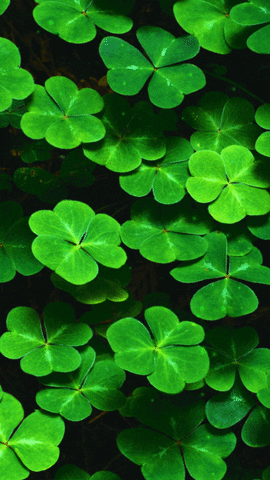 woodenboxlwp giphyupload clover four leaf clover abstract green leaf wallpaper GIF