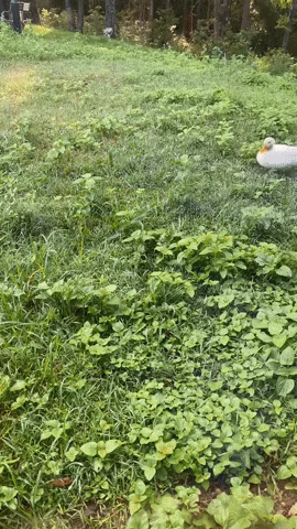 GIF by Call It Spring