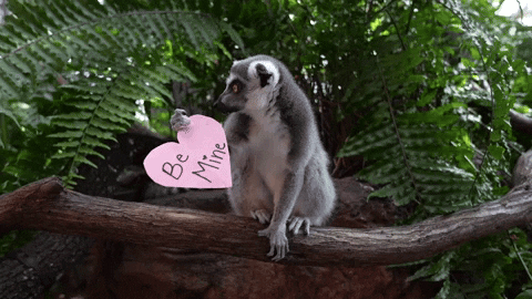 ABCActionNews giphyupload GIF