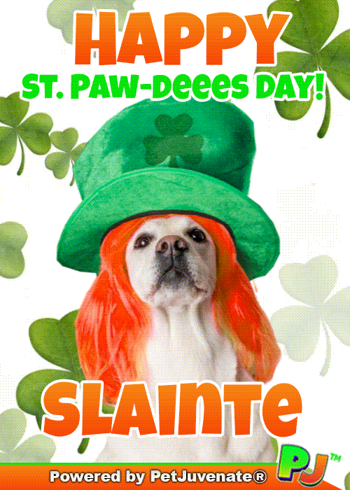 St Patricks Day Taylor GIF by PetJuvenate - PJ