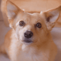 Dog Mist GIF