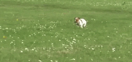 Jack Russel Terrier Puppies GIF