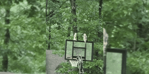 jemsirrine giphygifmaker giphyattribution GIF