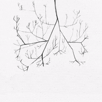 Flying Black And White GIF by Barbara Pozzi