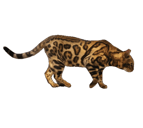 Bengal Cat Sticker by Kitty Fuchs
