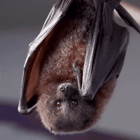 aleoxth giphygifmaker GIF