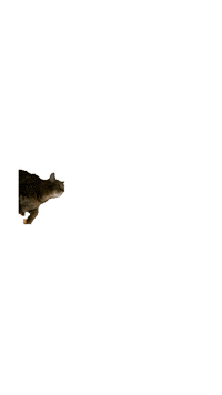 Cat Jump Sticker