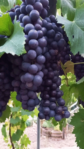 Simongip giphygifmaker GIF