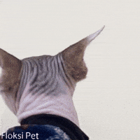 What It Is Sphynx GIF by Floksi Pet