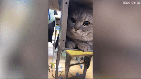 hilmdookee giphyupload GIF