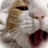 chatty__jenny cat yawn jenny yawning GIF