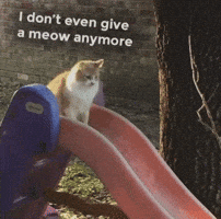 Sad Cat GIF