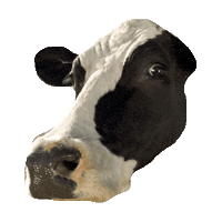 cow STICKER by imoji