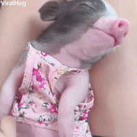 Potbellied Pig Reacts to Getting Belly Touched