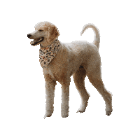 Poodle Firefly Sticker by Geekster Pets