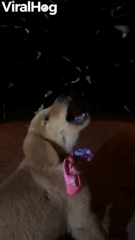 Puppy Trying to Catch Falling Helicopter Leaves