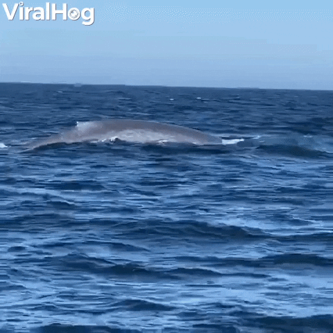 Blue Whale Raises Tail Tall GIF by ViralHog