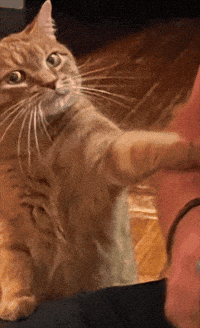 Excuse Me What GIF by realzygoatian