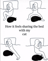 Cat GIF