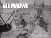 Kittens Katten GIF by BrabantinBeelden