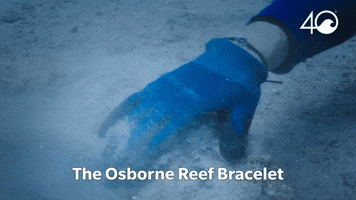 Osborne Reef