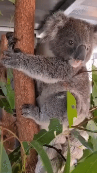 Working on His 'Koala-ifications': Cute Koala Joey Learns to Eat Leaves at Rescue Centre