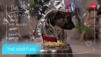 "The Martian" Starring Pups
