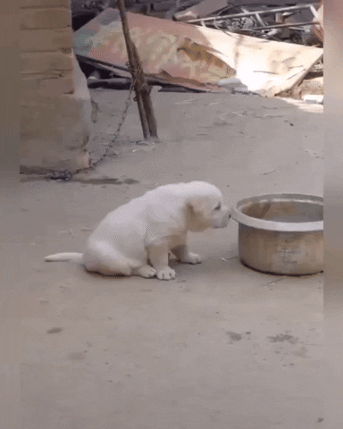 cuteanimalland giphyupload GIF