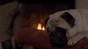 Sad Dog GIF by Poldark