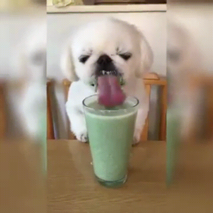 dog eating GIF
