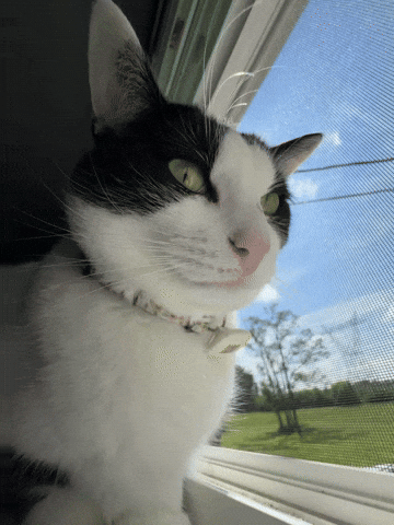 Cat GIF