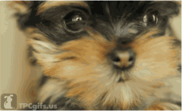 yorkshire terrier dog GIF