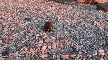 Adorable Baby Raccoon Stumbles Around Wisconsin Lakeshore