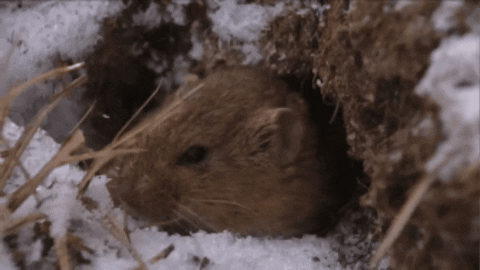 CreatureFeatures giphygifmaker lemming GIF