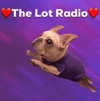 Dog Flying GIF by The Lot Radio