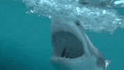 Hungry Discovery Channel GIF by Shark Week