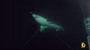 Greatwhite GIF by Shark Week